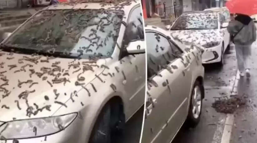 Is the world very close to doom?: क्या कयामत के बेहद करीब है दुनिया? चीन में आसमान से बरस रहे कीड़े, VIDEO देखिए