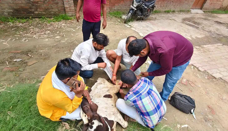 &nbsp;Chandauli&nbsp;news:&nbsp;बरंगा गांव में घायल बछड़े का उपचार, गौ सेवकों और पशु चिकित्सक की टीम ने बचाई जान