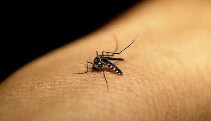 MOSQUTIO