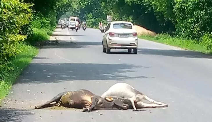 अयोध्या: अज्ञात वाहन की टक्कर से दो छुट्टा मवेशियों की मौत