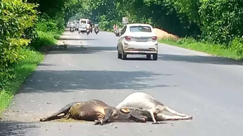 अयोध्या: अज्ञात वाहन की टक्कर से दो छुट्टा मवेशियों की मौत