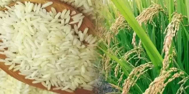 इस साल खरीफ सीजन में चावल उत्पादन में एक से 1.12 करोड़ टन की गिरावट आ सकती है: खाद्य सचिव
