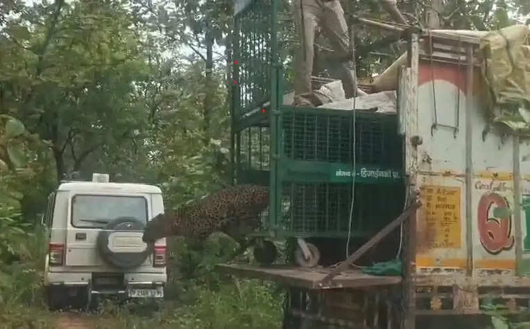 वन विभाग के मुताबिक, यदि किसी व्यक्ति को जंगल या आबादी के आसपास तेंदुआ दिखाई देता है, तो वह तत्काल वन विभाग को इसकी सूचना दे। वन्यजीव को देखकर उसके करीब जाने, पीछा करने या उसे घेरने की कोशिश न करें। ऐसी स्थिति में सुरक्षित दूरी बनाए रखना जरूरी है।