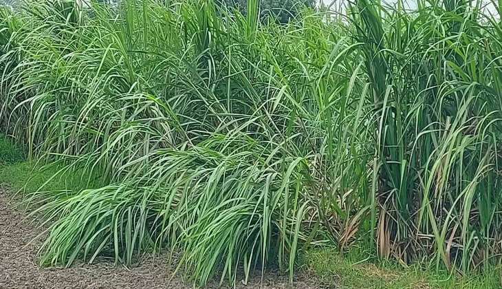 अयोध्या: बरसात से गन्ने और धान की फसल को हुआ फायदा, सब्जी की फसल को नुकसान