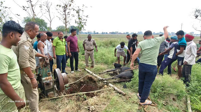 चंदौली में सराहनीय पहल! कुएं में गिरे गाय के बछड़े का सुरक्षित रेस्क्यू, फायर ब्रिगेड और पुलिस की तत्परता से बची जान