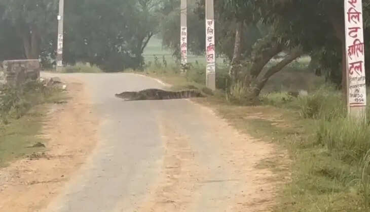 चकिया के फिरोजपुर गांव में सड़क पर दिखा विशाल मगरमच्छ, ग्रामीणों में दहशत