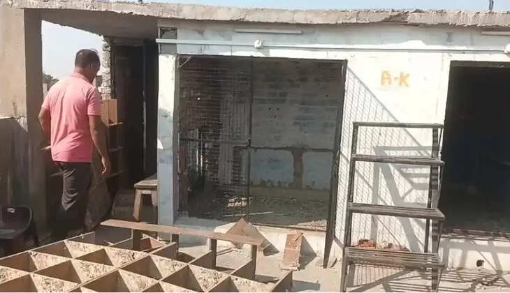 आदमपुर के जरगुलर मोहल्ले में कार्रवाई, नगर निगम ने शिकायतों के आधार पर जांच की बात कही; पशु मालिक ने लगाया साजिश का आरोप
