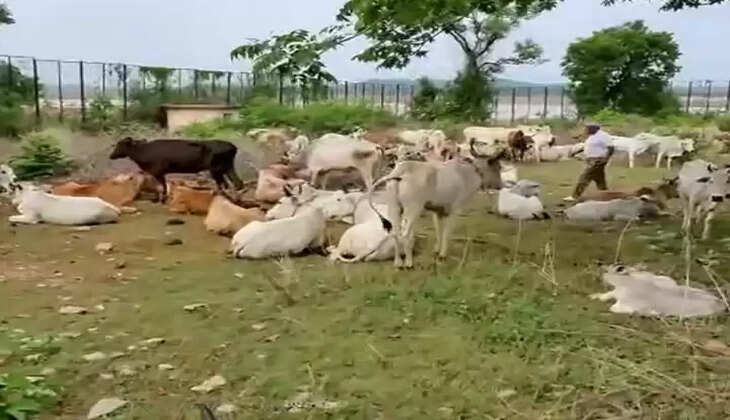 chandauli news, chandauli hindi news, chandauli today news, chandauli samachar, chandauli&nbsp;today news in hindi,  chandauli today hindi news, chandauli latest news, chandauli news, chandauli hindi news,chandauli today news, chandauli samachar, chandauli&nbsp;today news in hindi, chandauli today hindi news, chandauli latest news up chandauli news,chandauli news today,chandauli news update,chakia chandauli news,chandauli news in hindi,chandauli crime news,chandauli yadav news,chandauli video news,chandauli police news,chandauli latest news,chandauli letest news