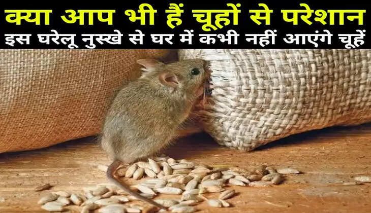 क्या आप भी हैं चूहों से परेशान, इस घरेलू नुस्खे से घर में कभी नहीं आएंगे चूहें