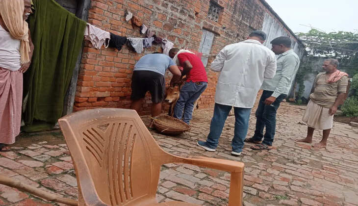 Chandauli News: धरौली में लंपी की जांच के लिए पशुपालन विभाग की पहुंची डॉक्टरों की टीम