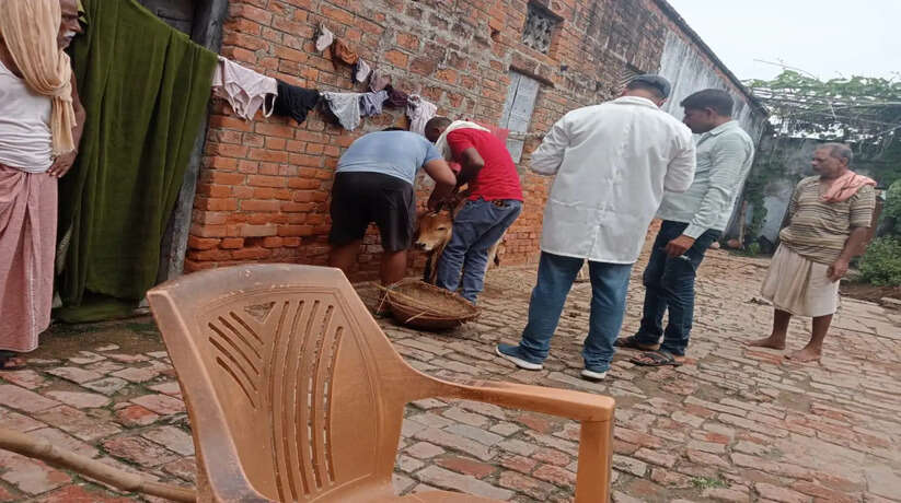 Chandauli News: धरौली में लंपी की जांच के लिए पशुपालन विभाग की पहुंची डॉक्टरों की टीम